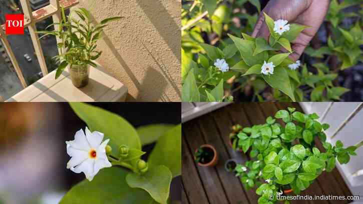 How to grow parijat in a pot on a small balcony: A simple step-by-step guide to fragrant night-blooming flowers at home