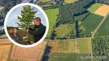 „Trotz der widrigen Umstände“: Beliebter Wald übersteht Hitzestress – doch es gibt ein Problem