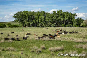 Historic 80,000-acre Texas ranch emerges from devastating fire with $180M price tag
