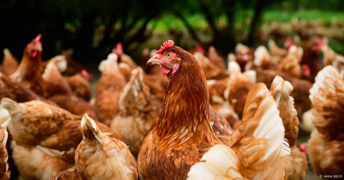 Deadline voor Brabant over vergunningen pluimveehouders, met maximale dwangsom van 37.500 euro