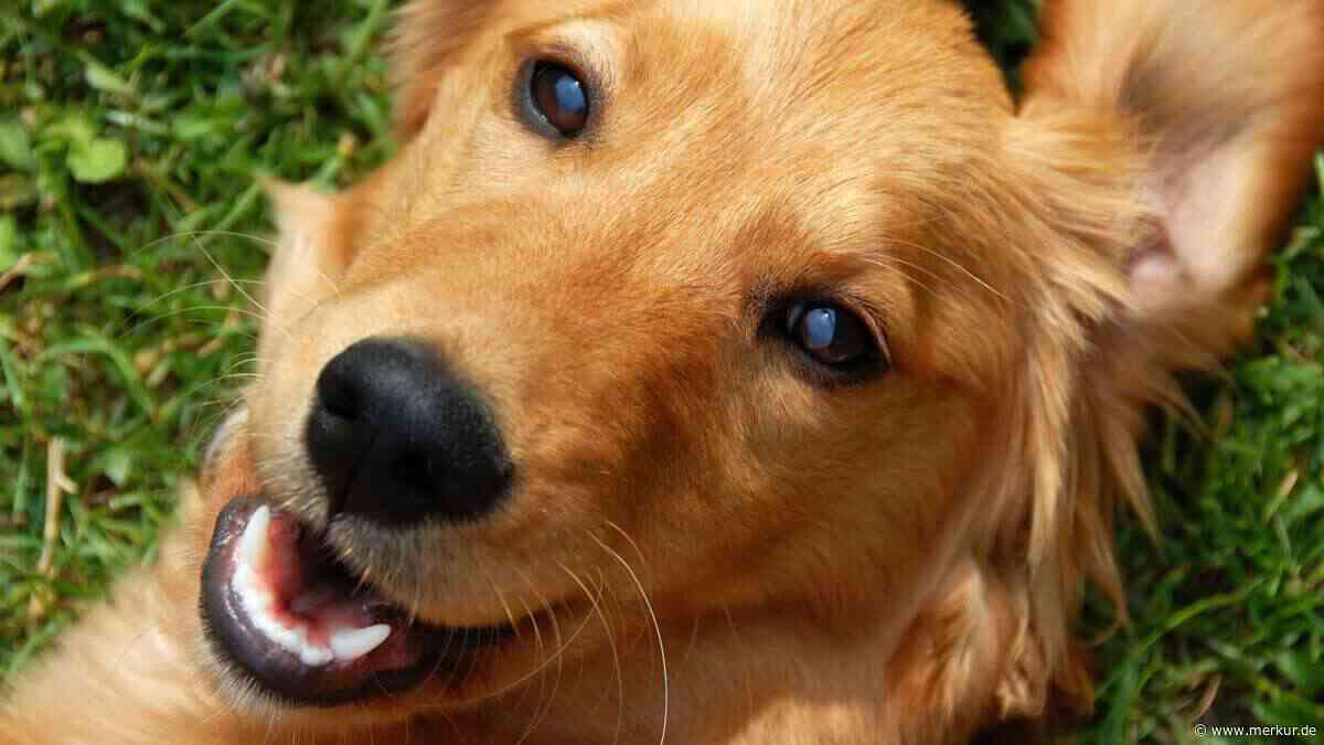 Hund begrüßt Einbrecher mit einem Spiel: Warum er so handelte, statt zu versuchen, ihn zu vertreiben