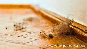 Floors will stay dust-free for longer in autumn if mopped with 1 cheap household staple