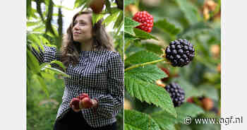 Plus Berries kondigt nieuwe ontwikkelingen aan op het gebied van regeneratieve teelt en rasseninnovatie