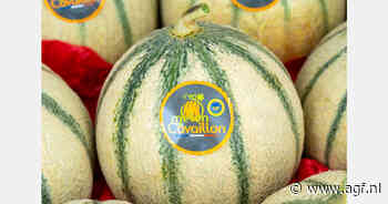 Recordafzet Cavaillon-meloen