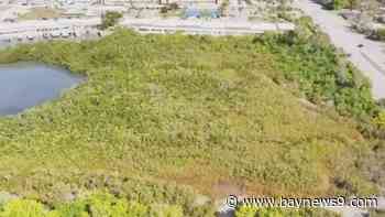 Preservation group urges Pinellas County to buy 29 acres near Boca Ciega Bay