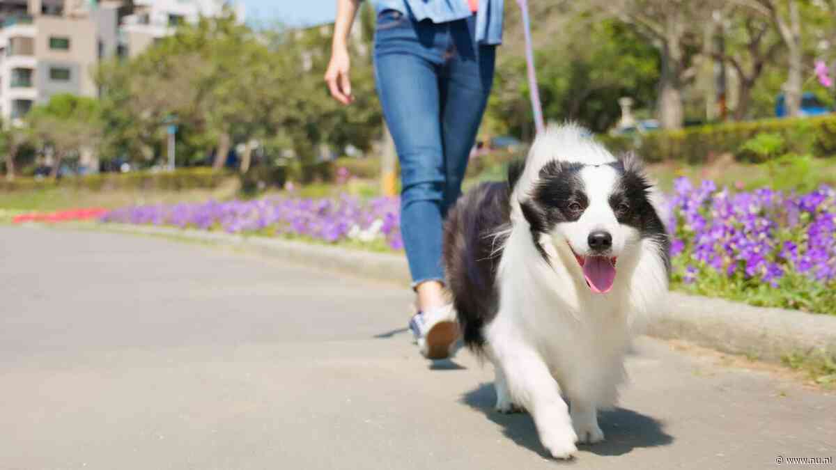 Schiedams park onderzocht op giftige paddenstoelen na overlijden vijf honden