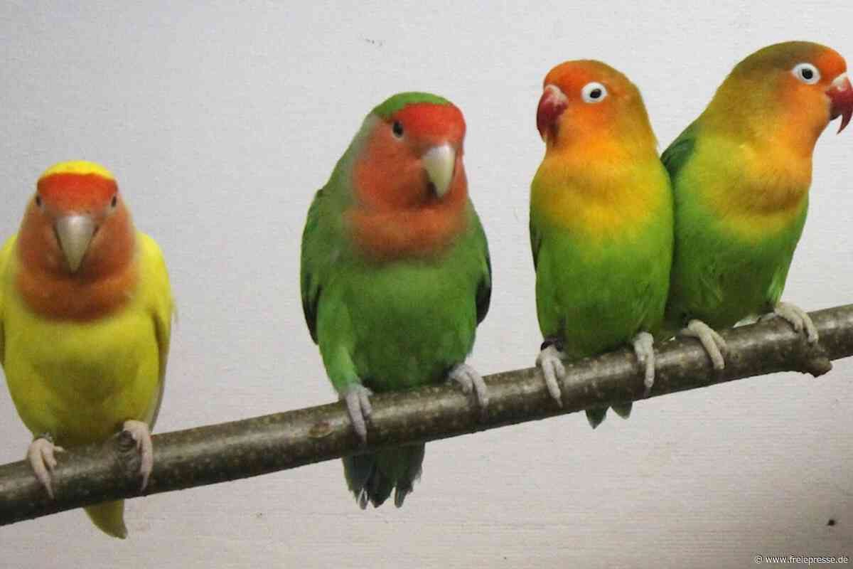 Exotische Vögel in Trünzig: Werdauer Züchter laden zur Ausstellung ein