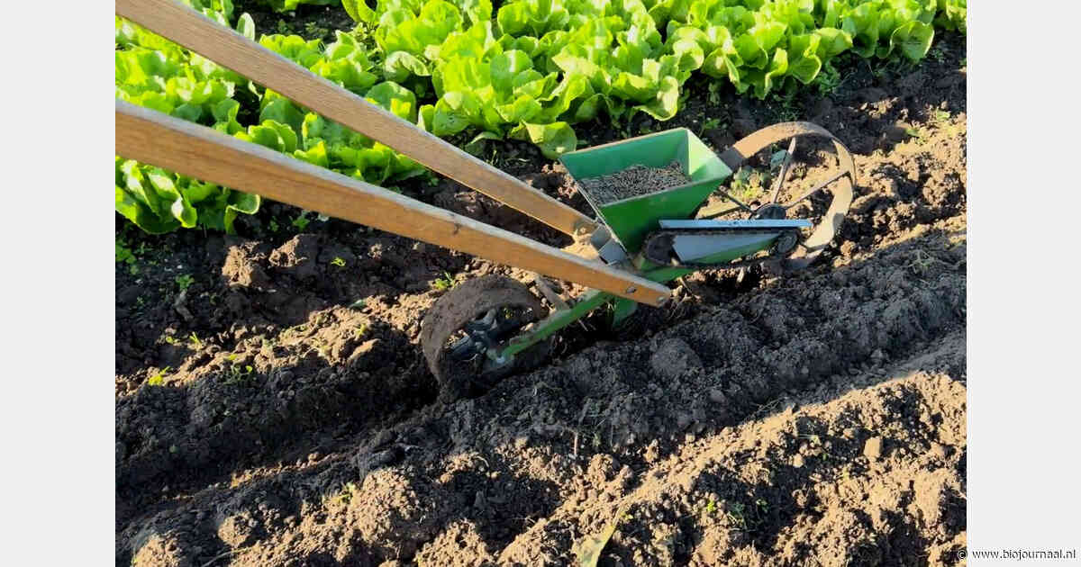 Tuinderij Kievit zaait Japanse haver in als groenbemester na de oogst