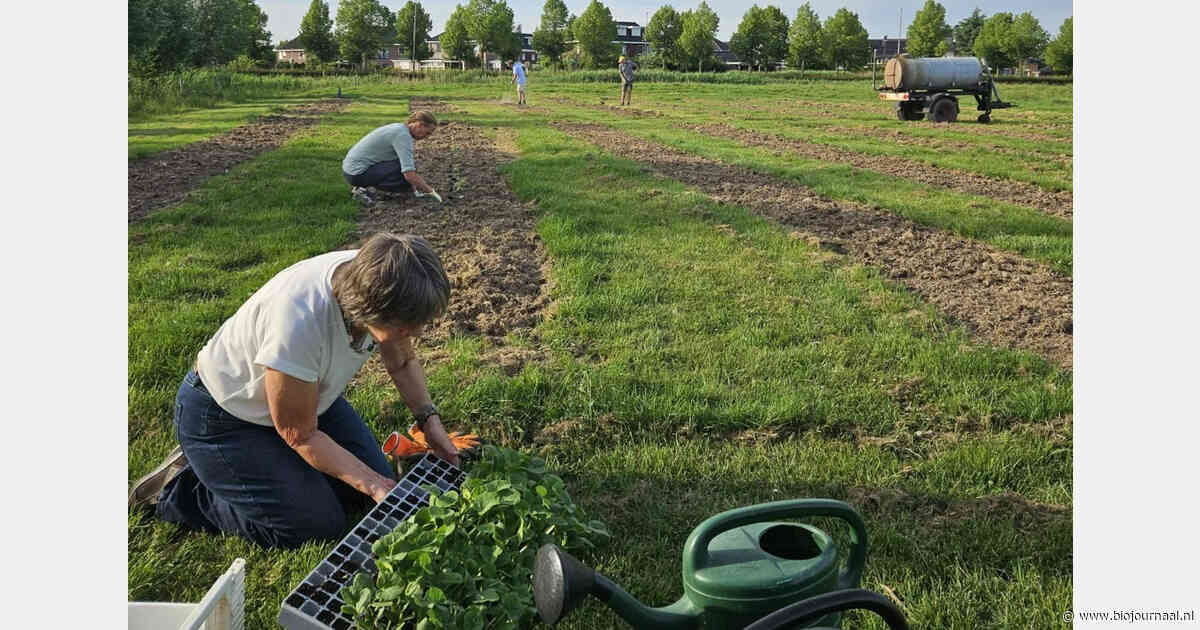 Biologische groenten en aardappelen te koop bij sociale tuin in Barendrecht