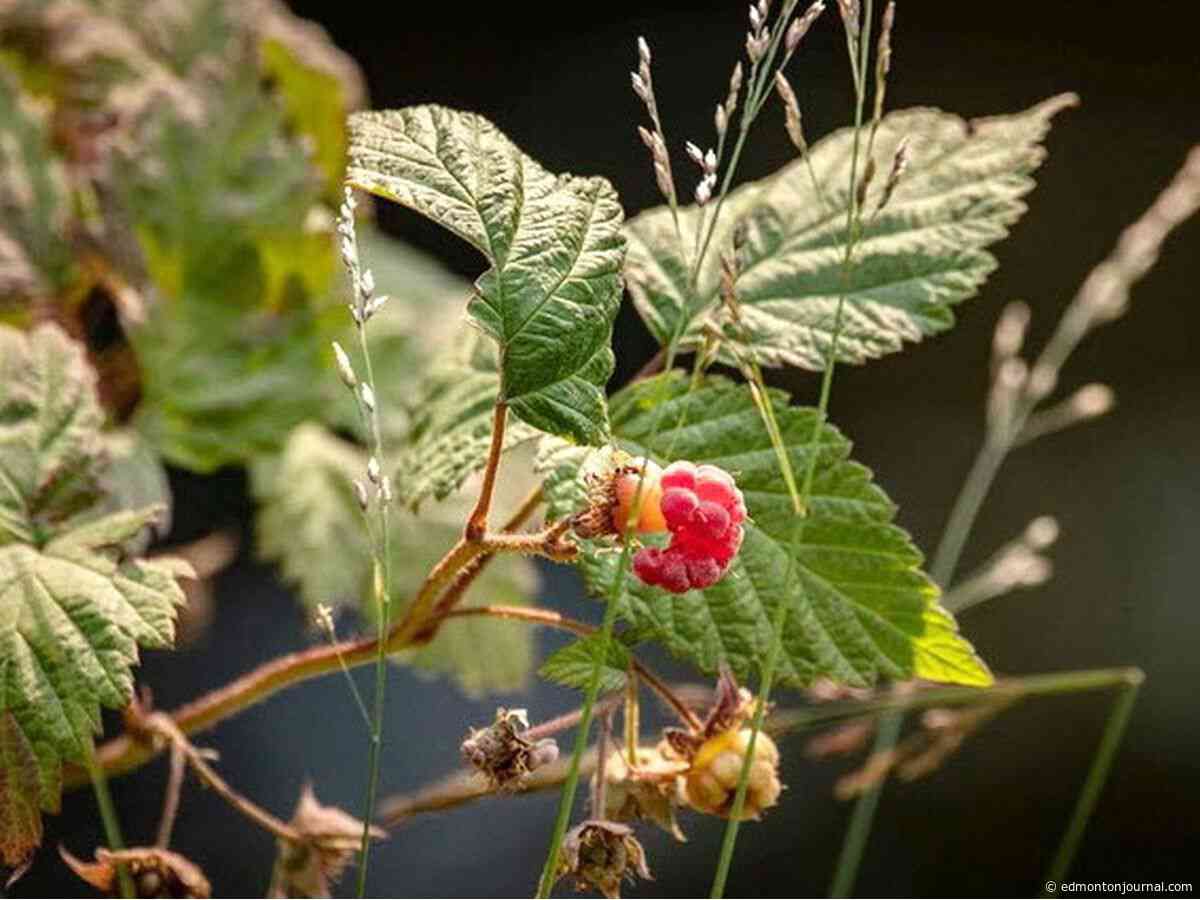 Growing Things: Why have my raspberry stalks turned black?