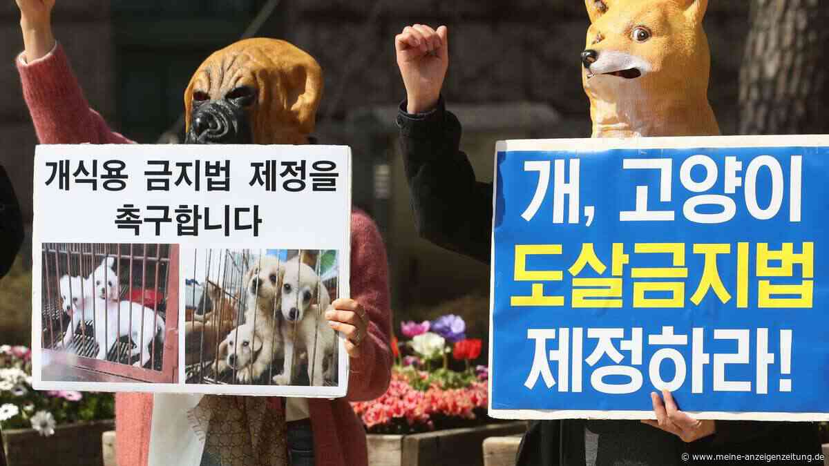 70 Hunde vor dem Schlachter gerettet – Südkoreas Hundefleisch-Industrie vor dem Aus