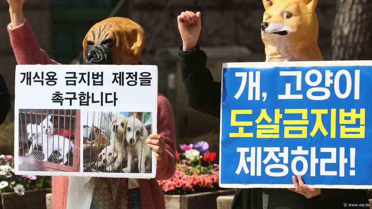 70 Hunde vor dem Schlachter gerettet – Südkoreas Hundefleisch-Industrie vor dem Aus