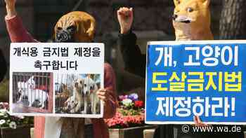 70 Hunde vor dem Schlachter gerettet – Südkoreas Hundefleisch-Industrie vor dem Aus
