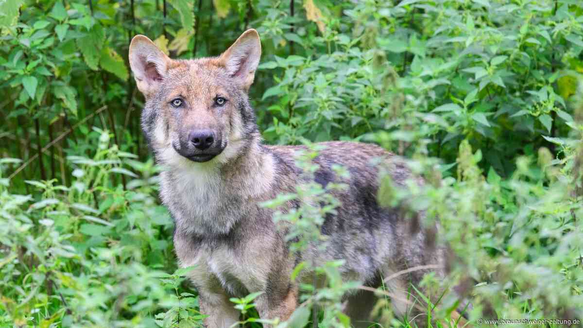 Zwei Wolfsabschüsse in Niedersachsen nach neuen Abschussregeln