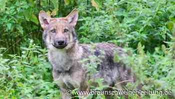 Zwei Wolfsabschüsse in Niedersachsen nach neuen Abschussregeln