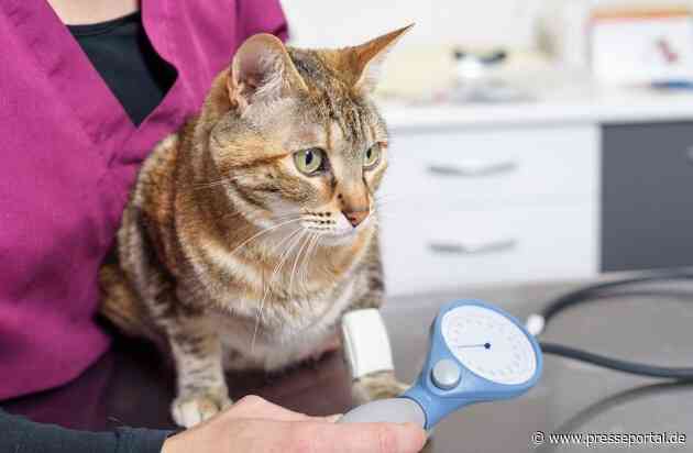 Wenn die Nieren nachlassen - chronische Nierenerkrankung bei Katzen