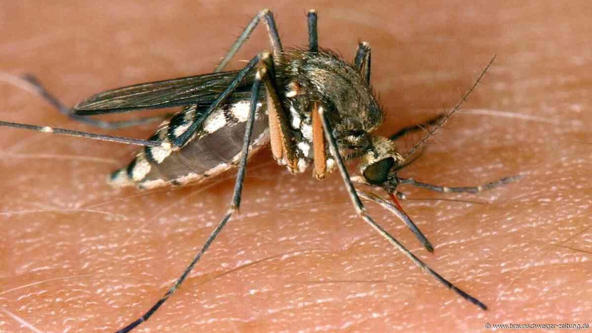 Fieber, Ausschlag & Schmerzen: Sindbis-Virus bei Mensch in Deutschland bestätigt