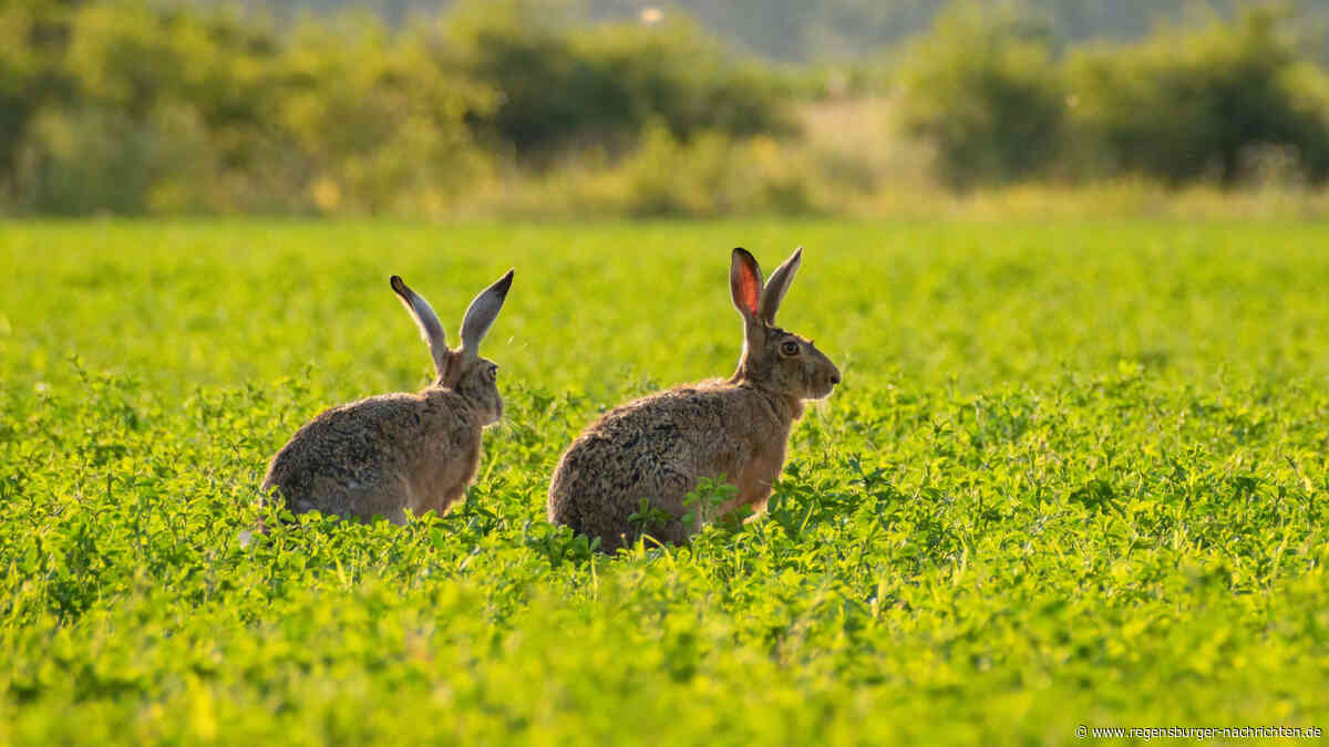 Myxomatose bei Feldhasen im Landkreis Regensburg nachgewiesen