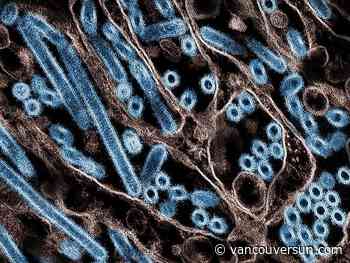 UBC researchers studied the case of a B.C. teen critically ill from avian flu. They were surprised