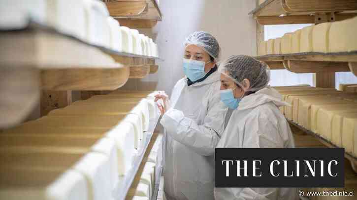 Listeria en los quesos: Seremi de Salud frena la producción de Lácteos Matthei tras reiterados hallazgos de la bacteria