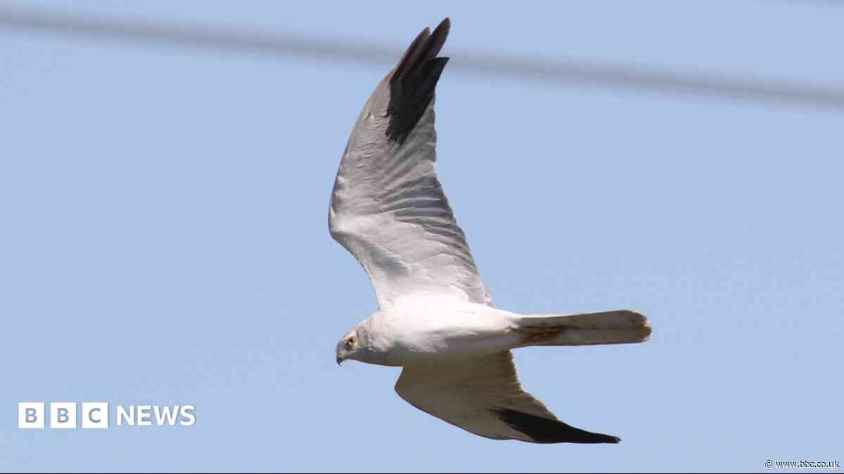 'Extraordinary' sighting of rare bird of prey