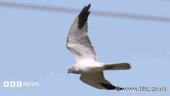 'Extraordinary' sighting of rare bird of prey