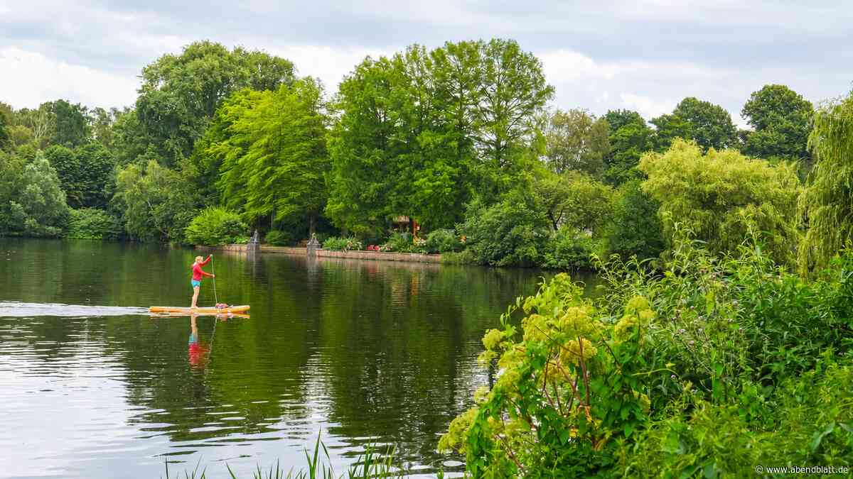 Sumpfzypressen im Hamburger Stadtpark werden gefällt – das ist die Begründung
