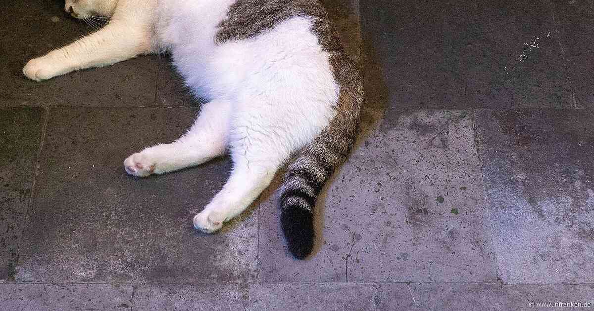 Katzen in Erlangen tot aufgefunden - wurden "Familienmitglieder« vergiftet?