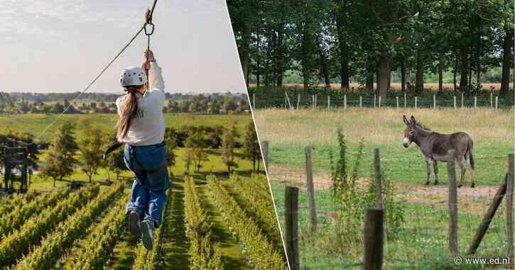 Wat te doen in Limburg deze week: van ziplinen boven wijnranken tot paddenstoelen zoeken