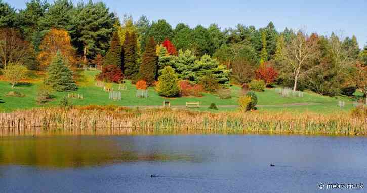 The enchanting forest just over an hour from London that’s pure ‘autumn magic’