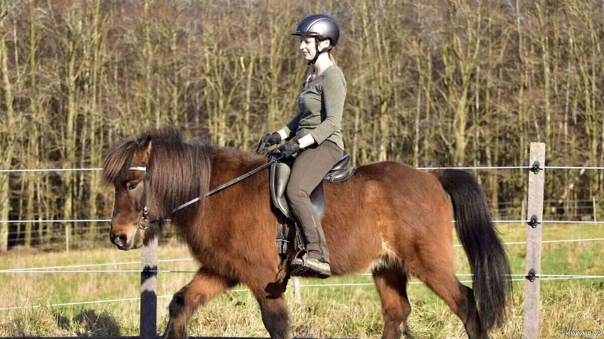 Klein, aber oho: Das sind die beliebtesten Ponyrassen für erwachsene Reiter