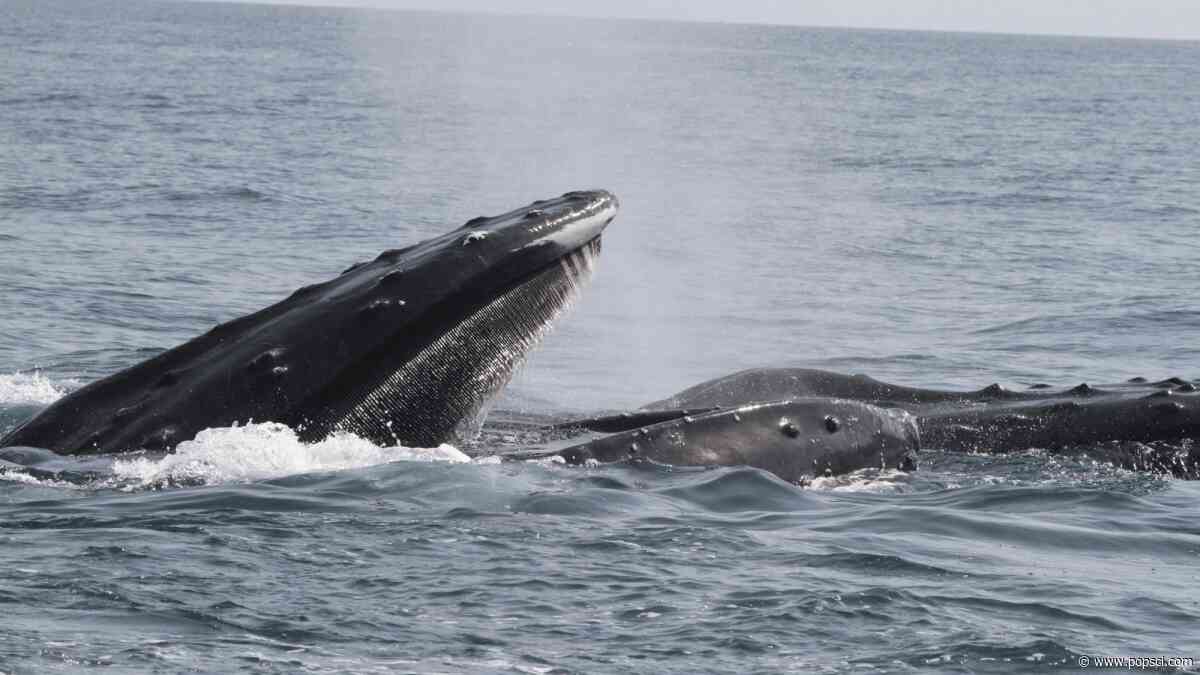 More evidence emerges that Arabian Sea humpback whales could be their own subspecies