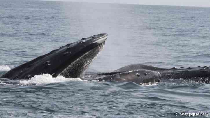 More evidence emerges that Arabian Sea humpback whales could be their own subspecies