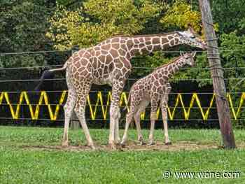 Fort Wayne Zoo names giraffe calf