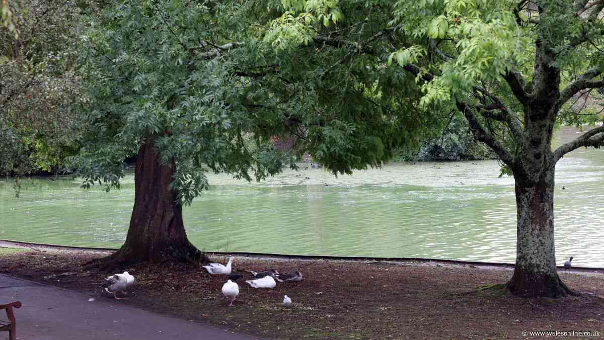 Man assaulted on bench at popular Cardiff park