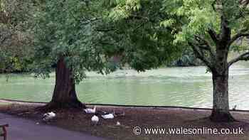 Man assaulted on bench at popular Cardiff park