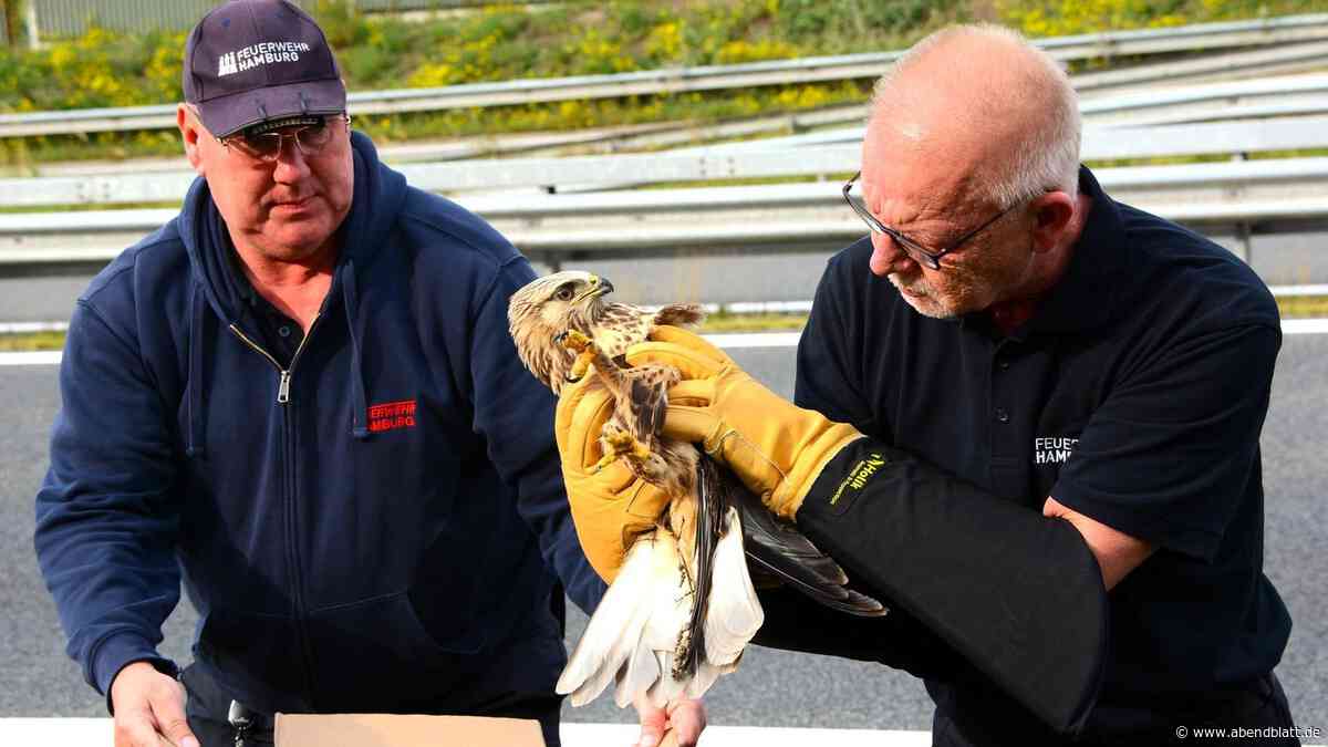 Mäusebussard kracht auf A25 gegen Auto: So geht es dem Vogel nach dem Unfall