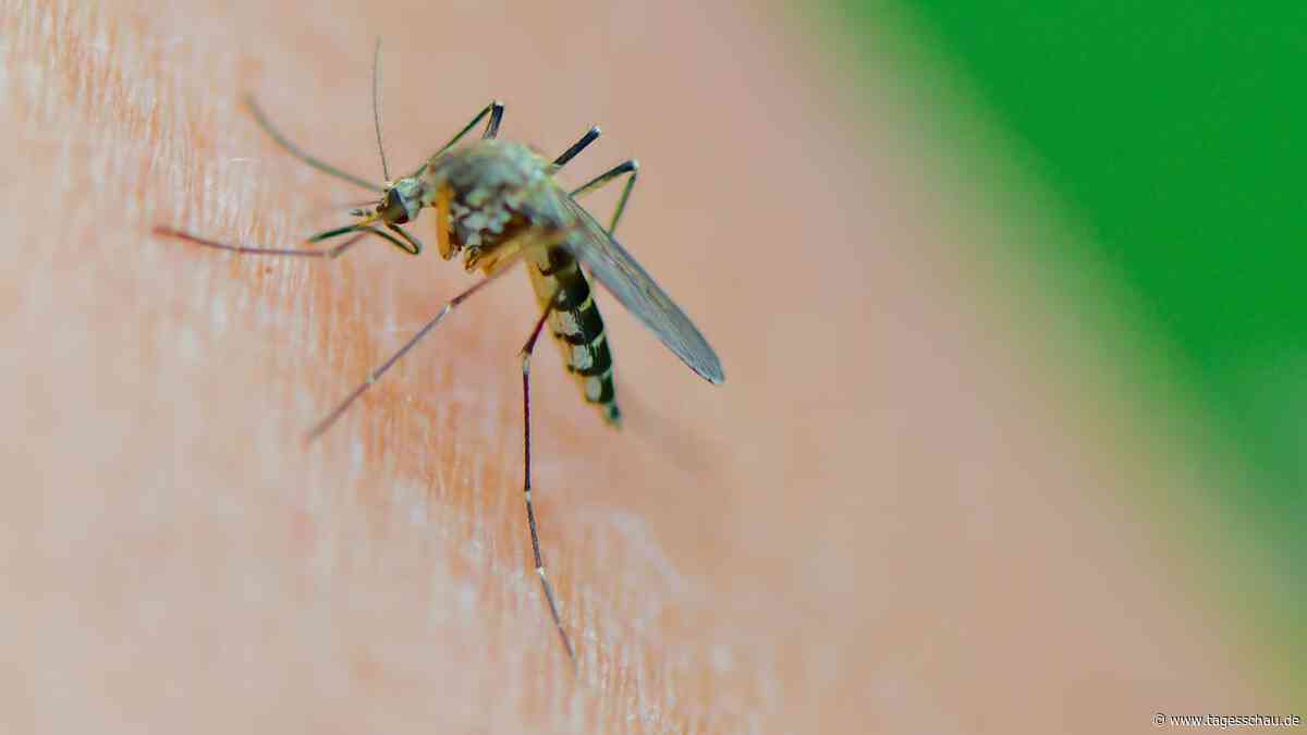 Von Stechmücken übertragen: Erstmals Sindbis-Virus in Deutschland
