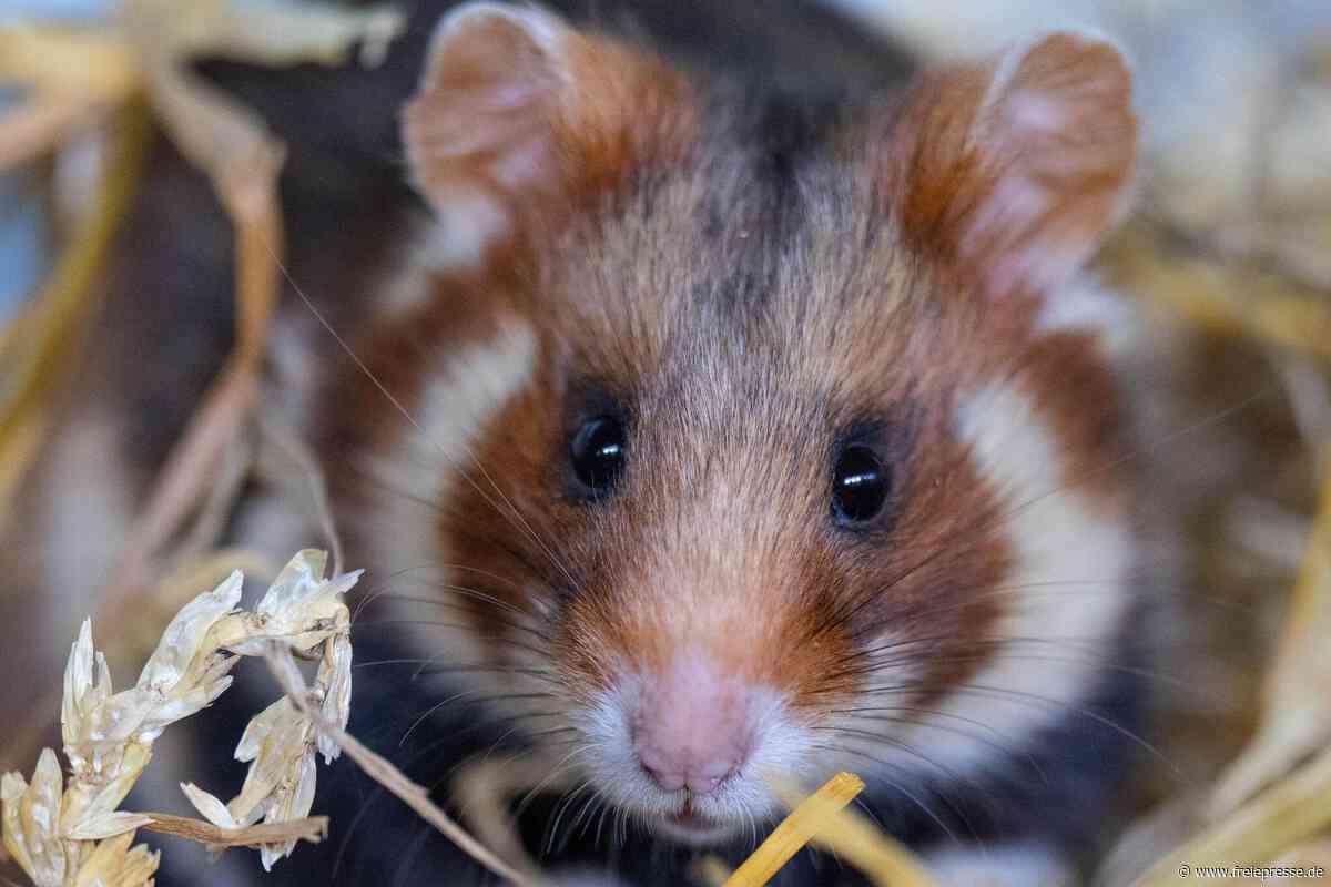Fast ausgestorben in Sachsen: Jetzt kehrt der Feldhamster auf die Äcker zurück
