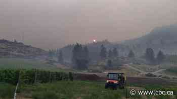 Okanagan grape growers say crop insurance model failing amid wildfire smoke taint