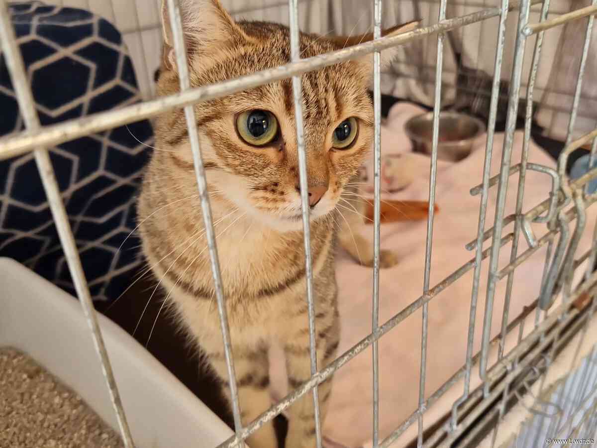 Düsseldorfer Tierheim muss immer mehr Katzen aufnehmen