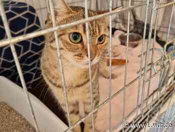 Düsseldorfer Tierheim muss immer mehr Katzen aufnehmen