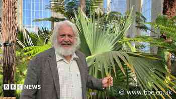 Six years, hundreds of plants and one tree casualty - Edinburgh's Palm House returns