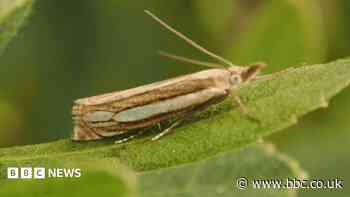 The rare Bog Grass Moth found in nature reserve for first time