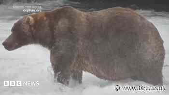 Meet '89 Backpack', the chunky bear who won Fat Bear Week