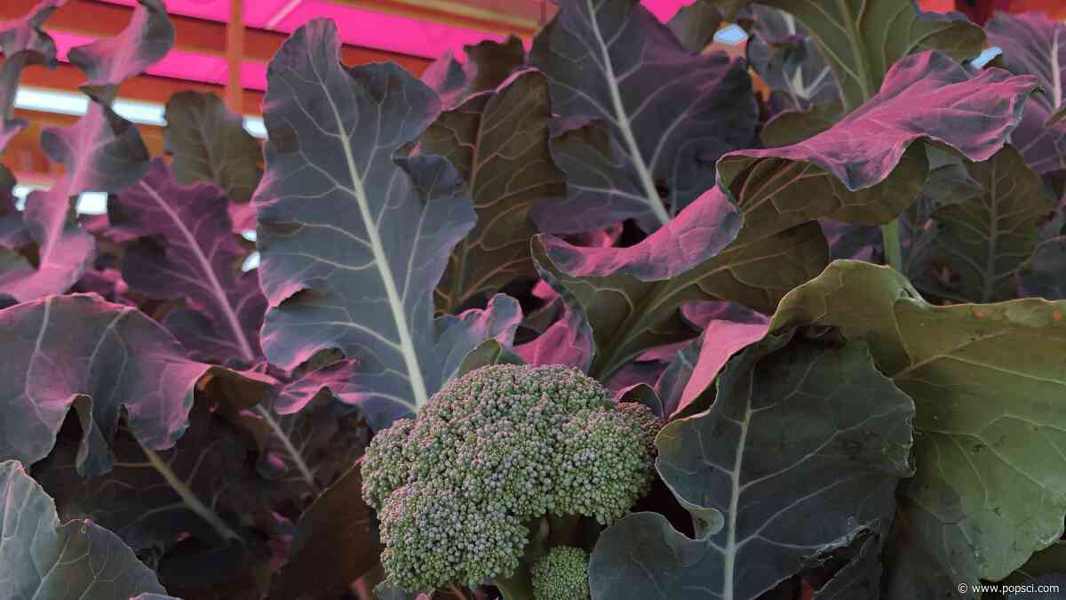Pink light helps broccoli grow