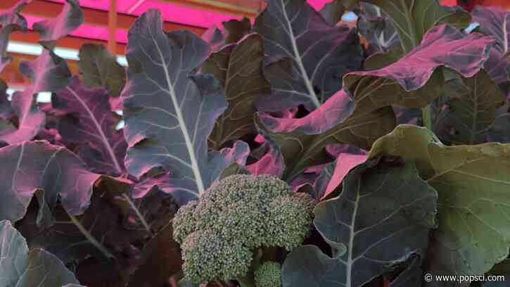 Pink light helps broccoli grow