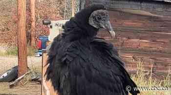 Black vulture, rarely seen in Canada, 'all the buzz' in Mayo, Yukon