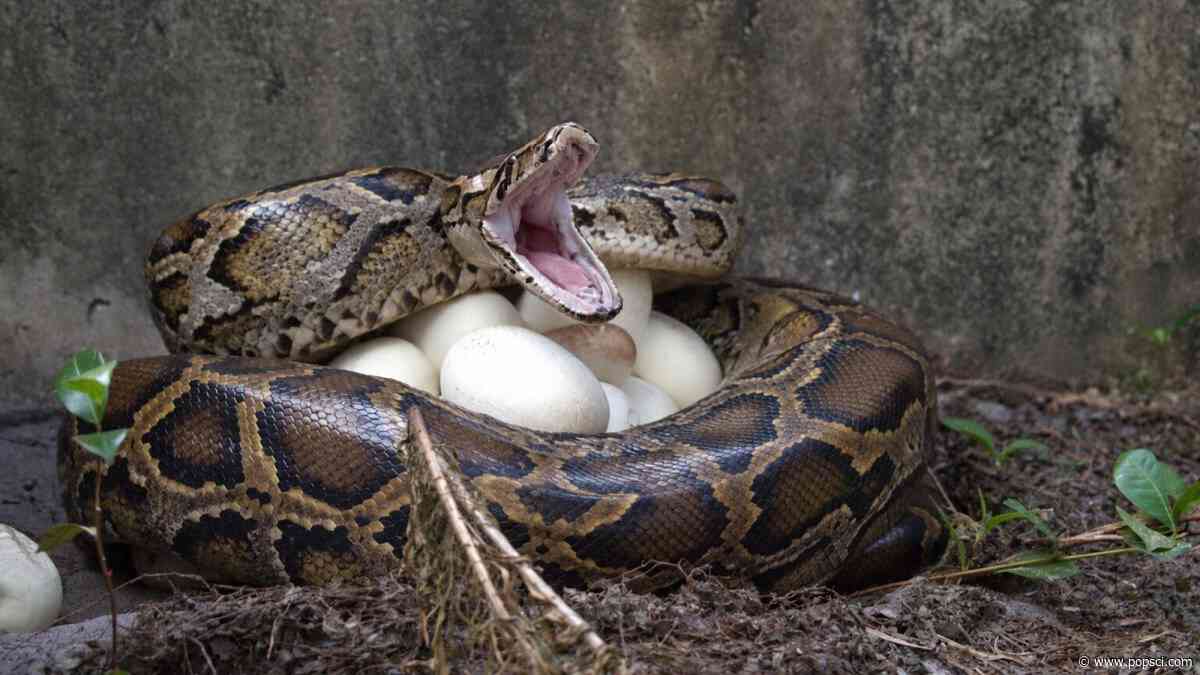 Adult female pythons cause the most trouble in Florida