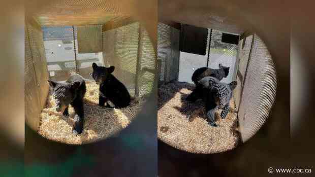 Orphaned bear cubs recover after rescue near West Loon Lake in Shuniah, Ont.